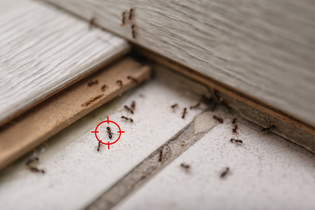 Trusted Roland, IA Pest Control Experts