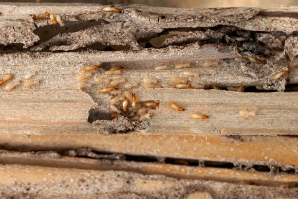 Best Local Pest Control Services  in Roland, IA